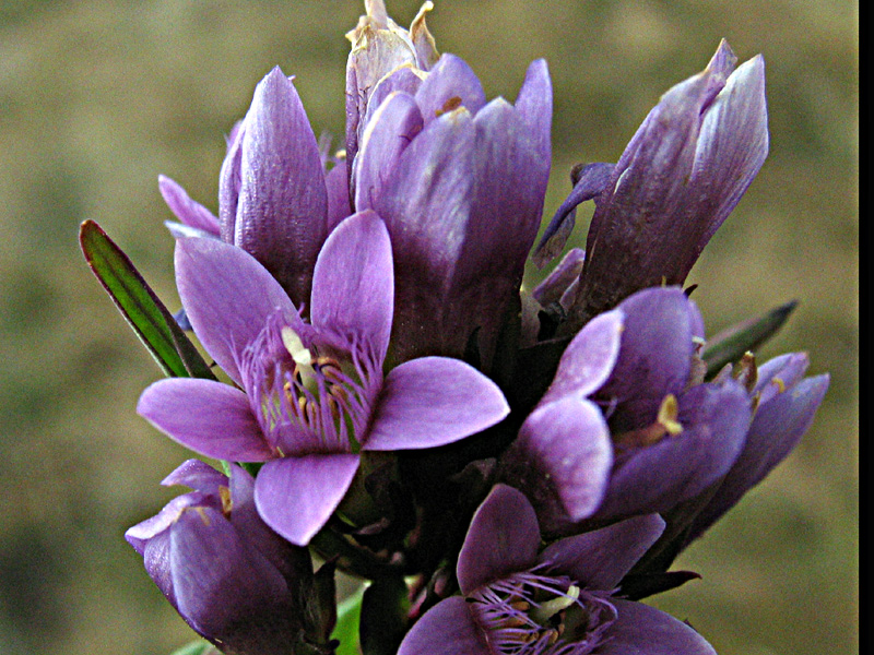 Gentianella engadinensis (W,) Holub /Genzianella d''Engadina